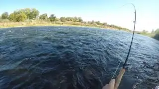 Central Valley Steelhead Fly Fishing