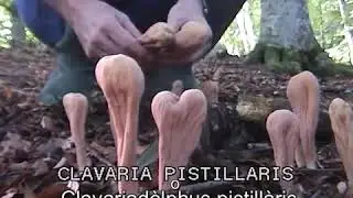 Clavariadelphus pistillaris