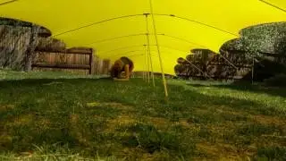 Giant Yellow Tent