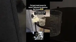 Cat needs to destroy😭 #fyp #viral #animals #cats #cat #catvideos #cute #aww #fypシ #shorts #ytshorts