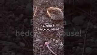 Save the hedgehogs! #hedgehog #savehedgehogs #algerianhedgehog #northafricanhedgehog #fyp #foryou