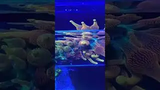 In The Box #fun#love#music#photgraphy#saltwater#coral#fyp#viral#trending #aquarium #love