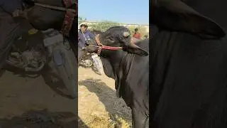 Bhains Colony Cow Mandi! New Year Ka Scene Dekho 😱✨ #shorts #viral #trending
