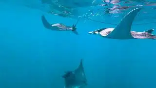 A school of spinetail devil rays