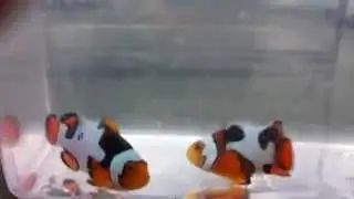 Picasso onyx clownfish