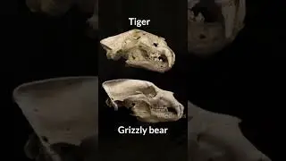 Who will win in SIBERIAN TIGER VS. GRIZZLY BEAR FIGHT? By Wild Battles