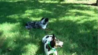 Redeeming Dogs welcomes Stormy