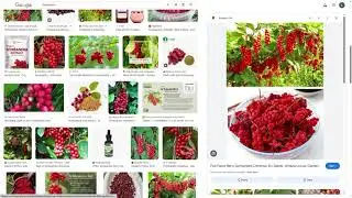 Benefits of 6 Special Ingredients In Mitolyn Supplement for Weight Loss | Mitolyn