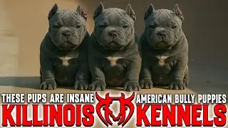 EXTREME AMERICAN BULLY PUPPIES FOR SALE FROM THE WORLD FAMOUS KILLINOIS KENNELS !!!!!