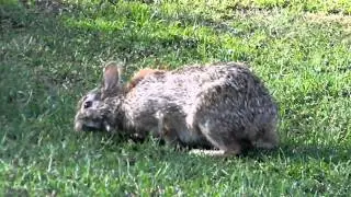 adorable scruffy bunny having its evening snack