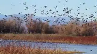 Ducks at Colusa Wildlife Refuge