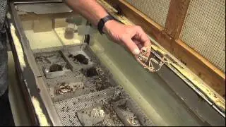 Behind the Scenes: Field Museum with Bill Stanley-Beetles