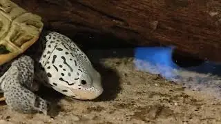 My new Malaclemys lady