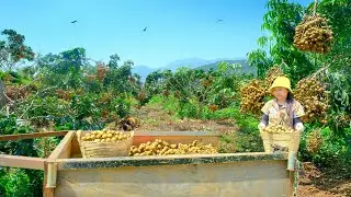 Harvest A Cart Of Longan To Sell At The Market &ndash; Farm Life: Cook, Garden, Raise Livestock