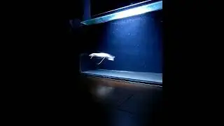 African Lungfish Protopterus Aethiopicus Albino Monster Predator @shimpei_nozaki | Falcon Aquarium