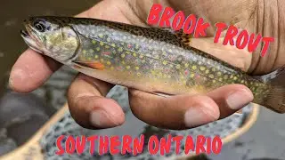 Brook Trout in Southern Ontario