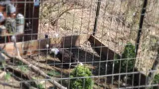 Bald Eagles