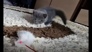 Kitten learning to hunt