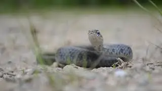 Black Racer (Coluber constrictor)