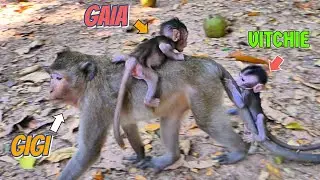 Vitchie Holds Gigi's Tail While Following Gaia &ndash; So Lovely!, |smsrmedia1540|