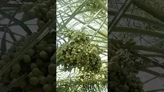 Balochistan Dates Farming .#nature #fruit #trending #shorts #short #dates #balochistan #beautiful