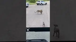 Leopard Hunting