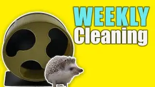 How To Clean Hedgehog Wheel - Part 2 : Weekly Maintenance