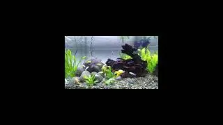 Aquascape ikan lemon #funny #aquarium #ikanhias #fishtank #shorts