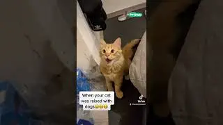 😂 Cat thinks it's a dog #shorts