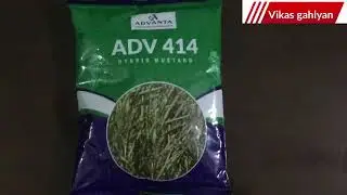 Advanta ADV 414 musterd seed full information | Price | ADV 414 musterd seed