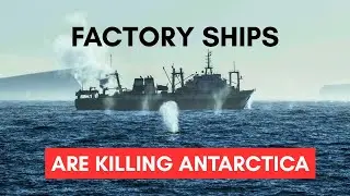 Krill Oil Hides a Dark Secret (And What to Do to Solve It)