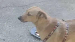 #india #inscritos #dogs #pets #inscreva #dog #doglife #dogshorts #dogvideos #doge #inscreva #curta