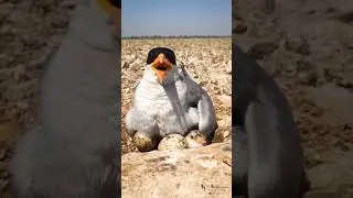 River Tern Hatch-lings