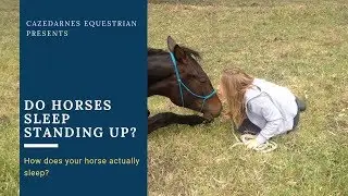 Do Horses really Sleep Standing Up?  Horse Sleep Explained