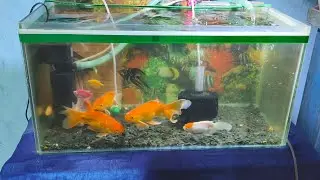 #aquariumfish #goldfish #aquarium #fish #fishtank #fishlover #viral #video 