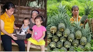 The Journey to Rescue Adorable Kittens and Harvesting a Bumper Crop of Giant Pineapples