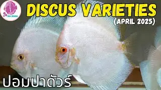 DISCUS FISH Varieties ​@PandYDiscusFarm (ปลาปอมปาดัวร์)
