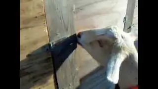 Dory the Dairy Goat Opens Stall Door Latch