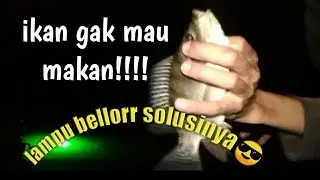 cara jitu mancing ikan nila malam hari,@Chandra.si.pemancing info spot mancing hot,mancing mania ngantang