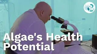 Let's talk microalgae, its health potential and cultivation with Dr. Bar-Gil
