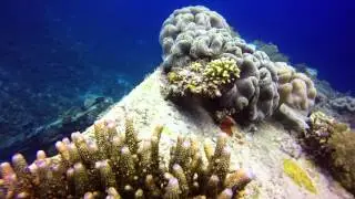Lombok Dive - Gili Trawangan - Gili Meno - Lombok Island