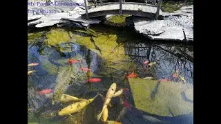 KOI POND MAINTENANCE (AUTUMN)
