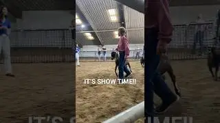 Goat show! Did they win??? #goat #farmlife #goatlovers #goatshow