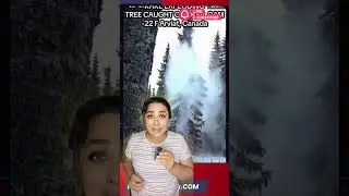 Exploding trees&hellip; what!