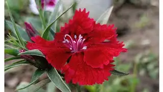 Gardeningtips in Hindi Terrace Garden Phoolon ki dekhbhal,Best fertilizer for flowers. meghnath Mali