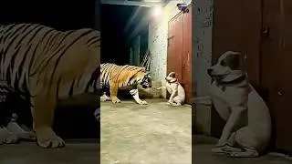 Fight of the Century: Tiger vs Dog... Ft. A Terrified Rat