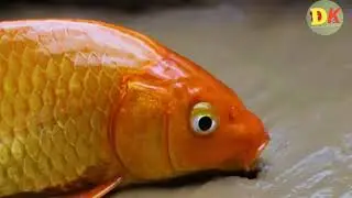 Stop Motion Cooking ASMR Colorful Koi Fish, Cartoon Frog Duckling Funny Video #stopmotion