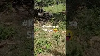 #goat sa kapitbahay 😜