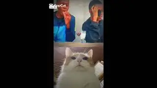 Scamer get scamd moment