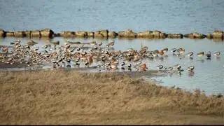 Zilverplevier - Pluvialis squatarola - Black Bellied plover